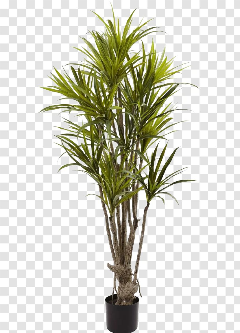 Albizia Julibrissin Dragon Tree Bambusodae Silk - Plants - Green Plant Potted Leaves Transparent PNG