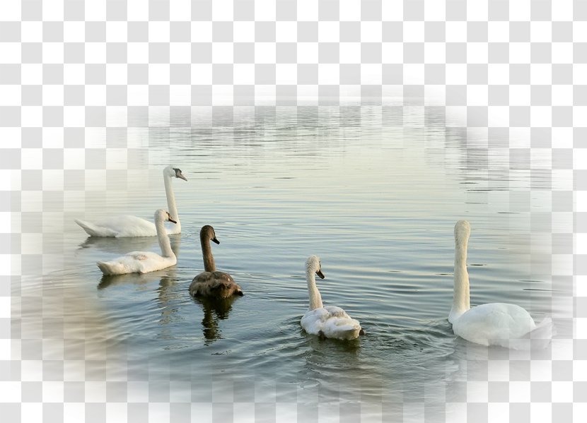 Cygnini Duck Bird Goose Desktop Wallpaper - Highdefinition Television Transparent PNG