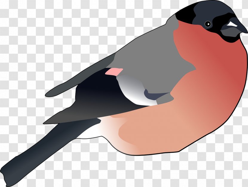 Eurasian Bullfinch Clip Art - Inch - Bird Transparent PNG