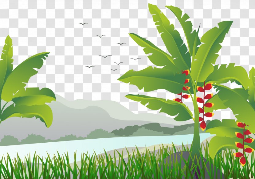 Banana Leaf Tree Illustration - Tropical Mango Transparent PNG