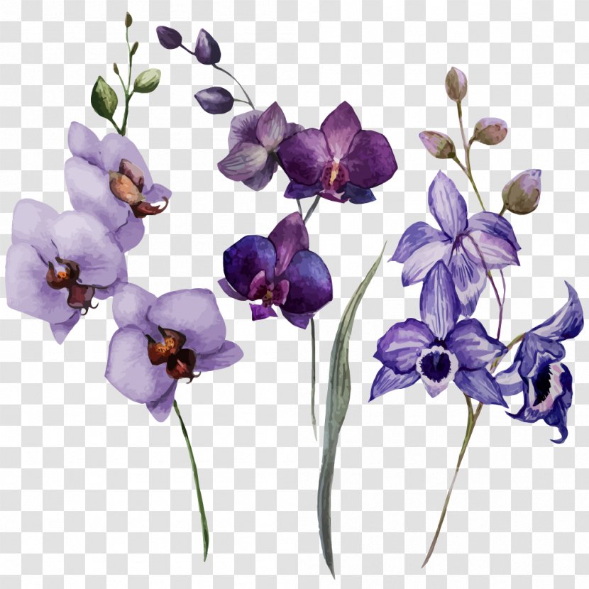 Orchids Drawing Flower Watercolor Painting - Violet Family Transparent PNG