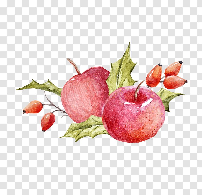 Watercolor Painting Vector Graphics Illustration Image Apple - Paint - Flor De Fruta Transparent PNG