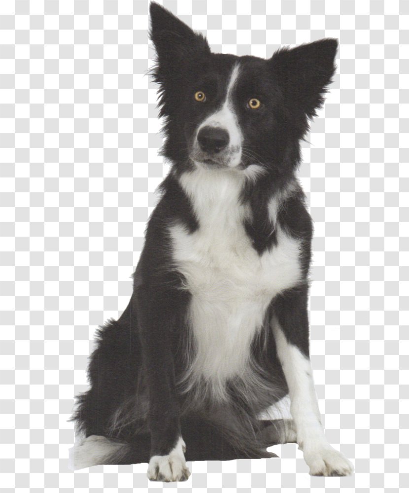 Border Collie McNab Dog Rough Breed Old English Sheepdog - Black And White - Mcnab Transparent PNG