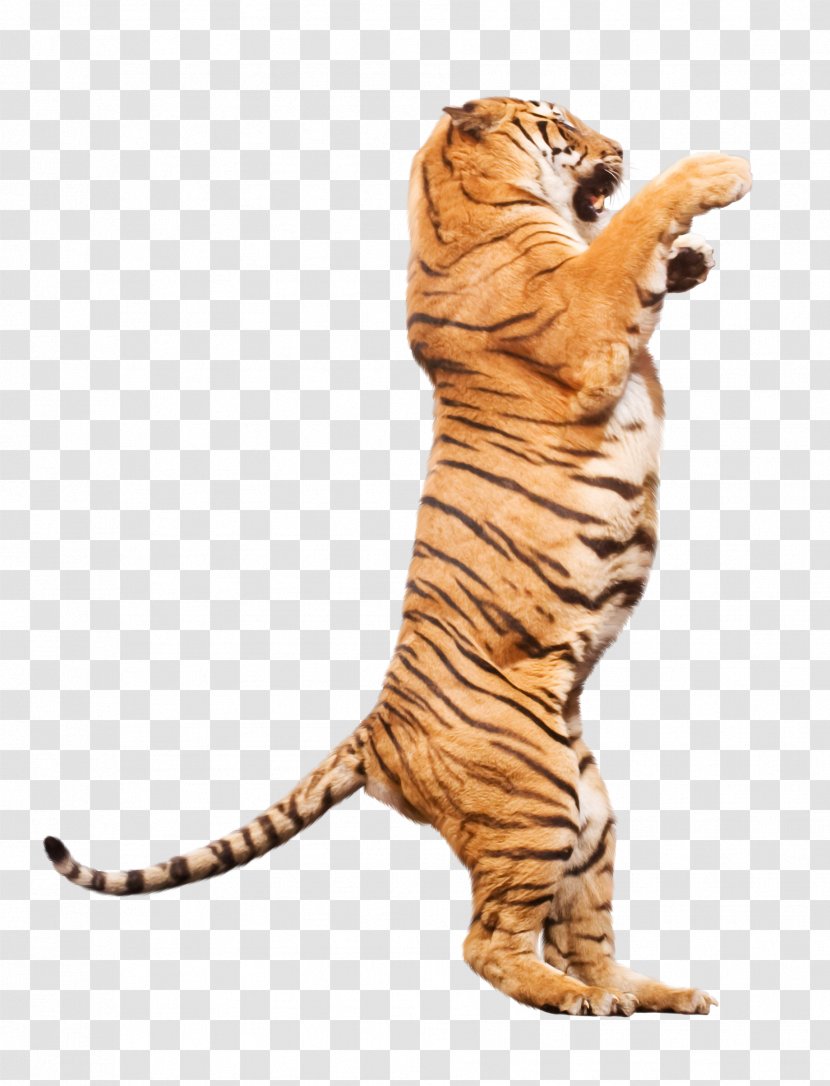 Tiger Cat Ringling Bros. And Barnum & Bailey Circus Terrestrial Animal Transparent PNG