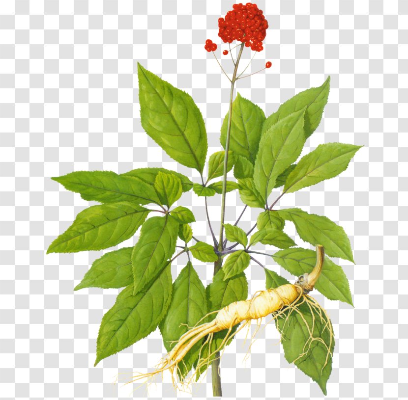 American Ginseng Asian Ginsenoside Extract Siberian - Leaf - Ginger Transparent PNG