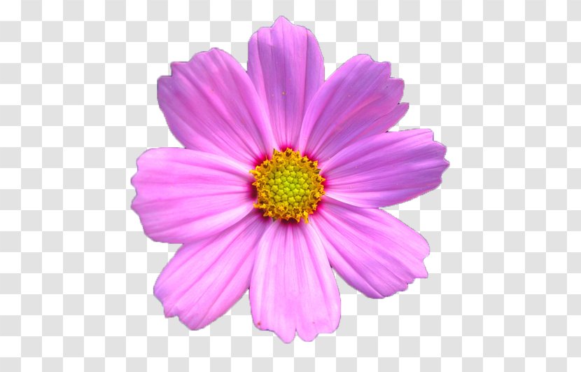 Cosmos Bipinnatus Chrysanthemum Xd7grandiflorum Pink - Flowering Plant Transparent PNG