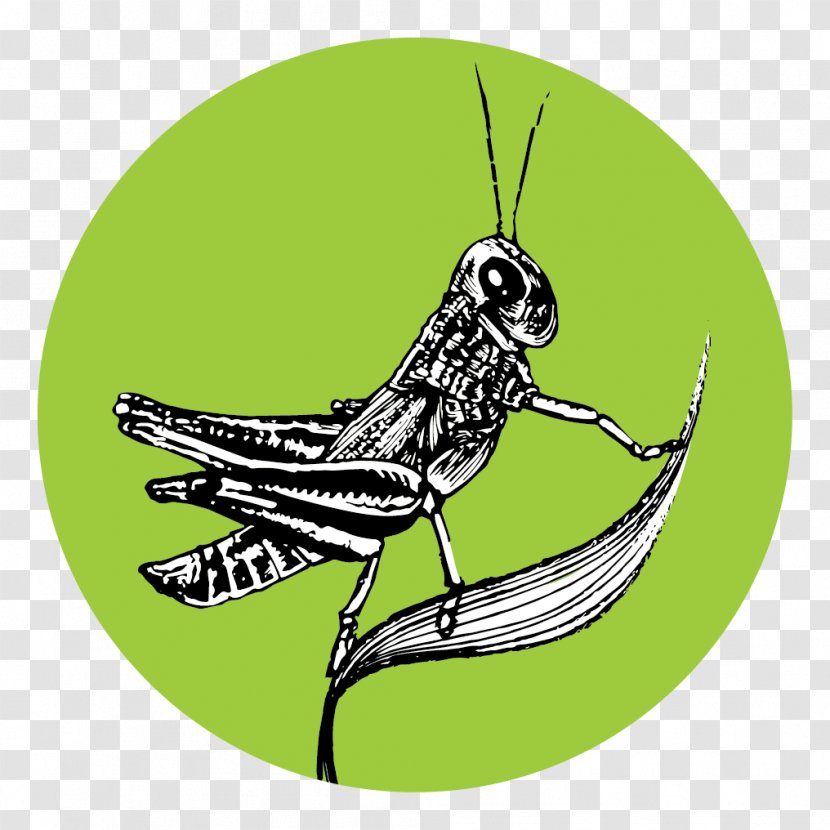 Grasshopper Insect Butterfly Pollinator Transparent PNG