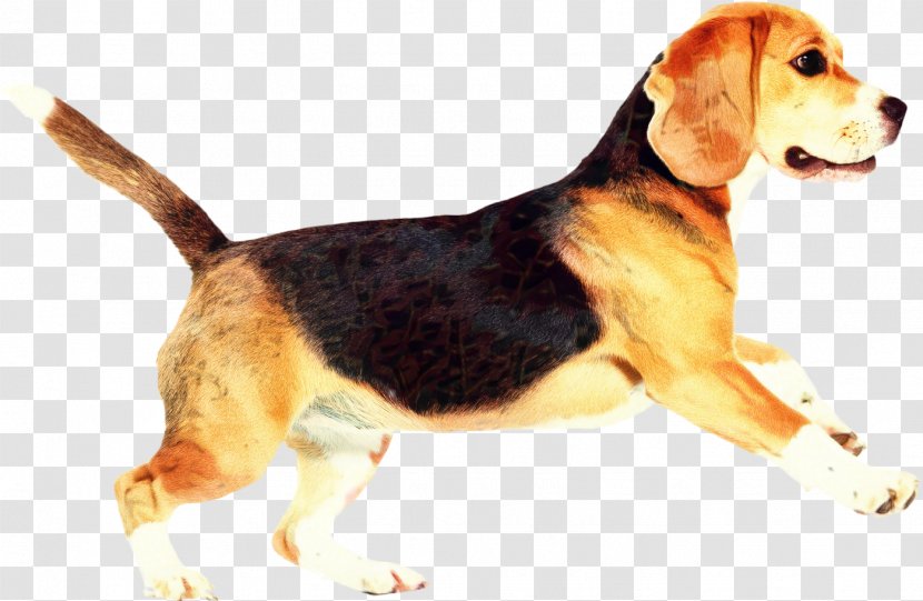 Golden Retriever Background - Beagle - Serbian Tricolour Hound Beagador Transparent PNG
