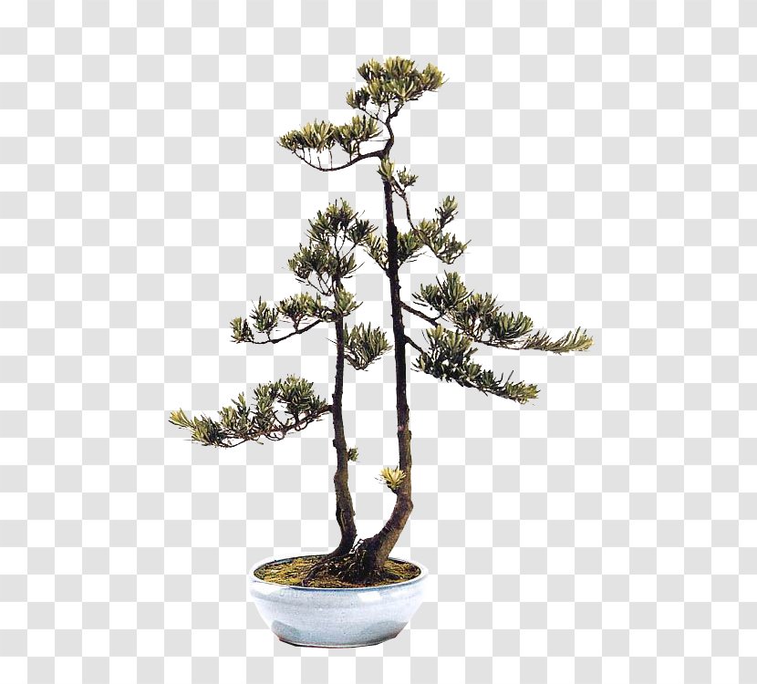 Chinese Sweet Plum Image Blog Flowerpot - Lodgepole Pine - Bonsai Graphic Transparent PNG