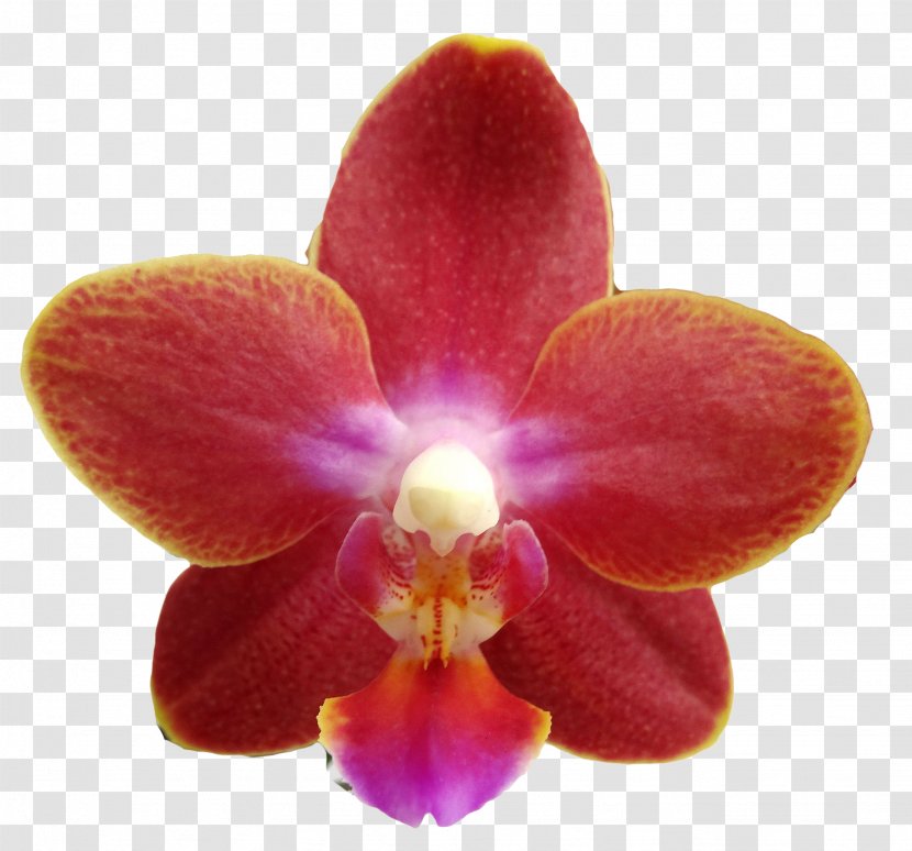 Phalaenopsis Equestris Doritaenopsis Cattleya Orchids Magenta - Blanc Transparent PNG
