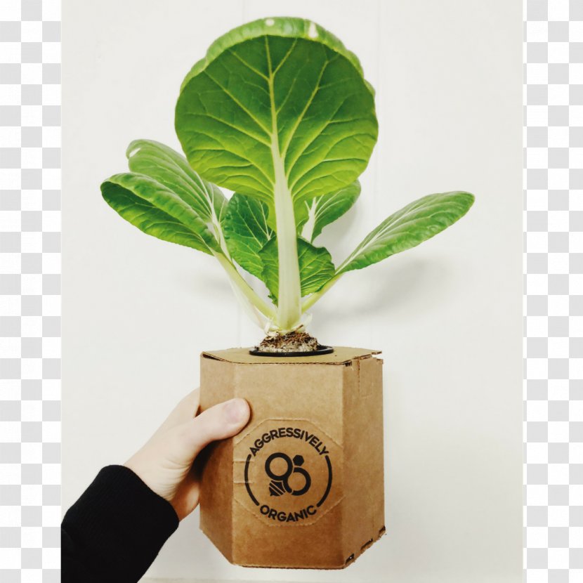 Leaf Flowerpot - Plant - Lettuce Transparent PNG