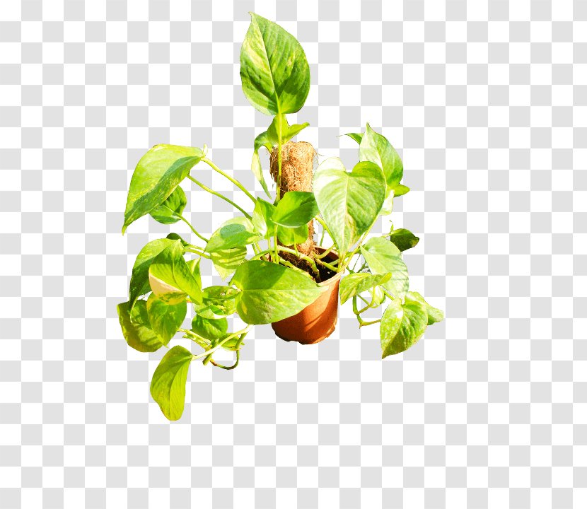 Basil Flowerpot Plant Stem Leaf Branching Transparent PNG