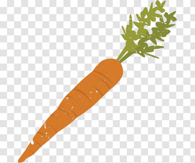 Carrot Vegetable Stock - Carrots Transparent PNG