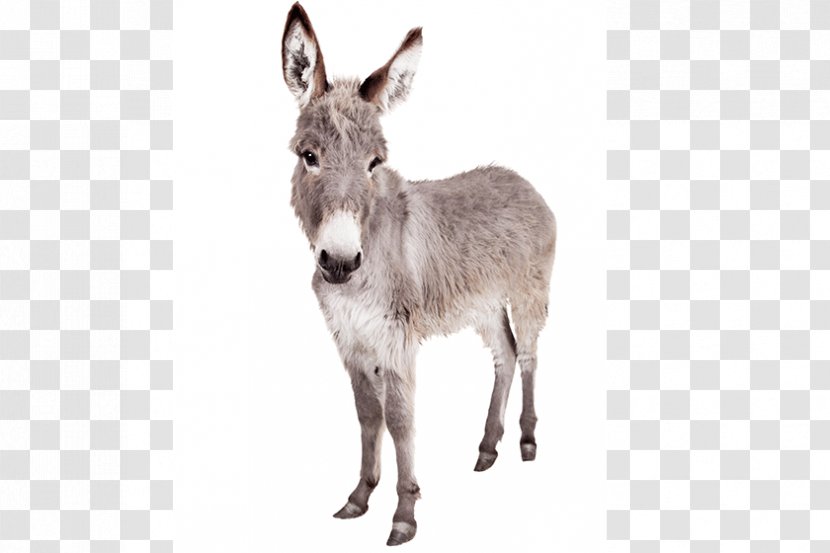 Donkey Horses Mule Stock Photography - Can Photo Transparent PNG