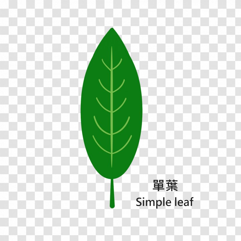 Tree Trunk Leaf Macrophanerophytes Wood Transparent PNG