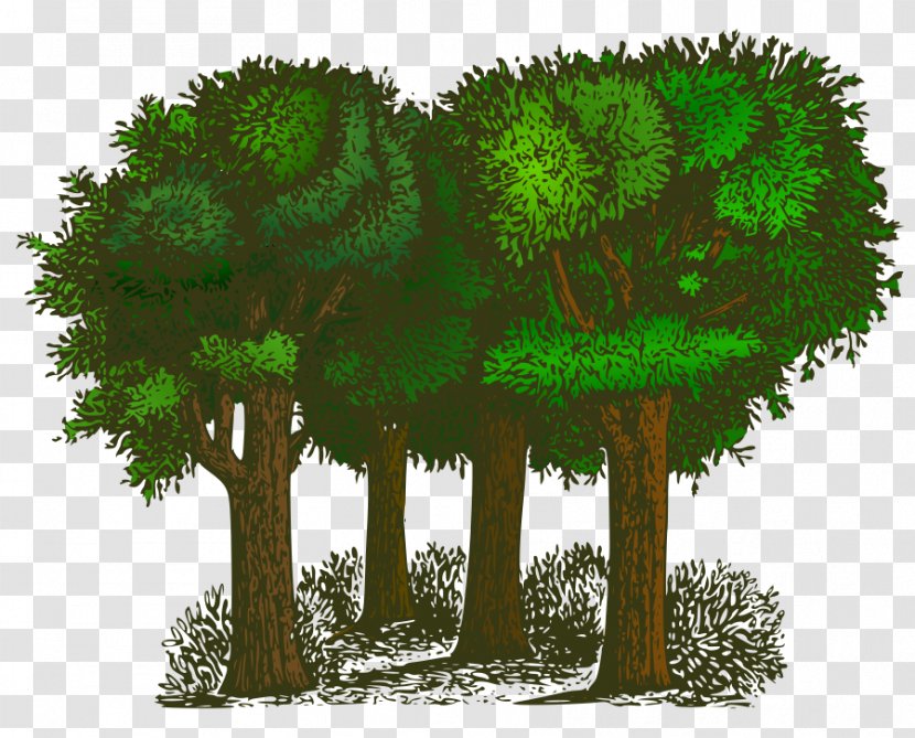 Tree Shrub Free Content Clip Art - Grass - Vector Transparent PNG