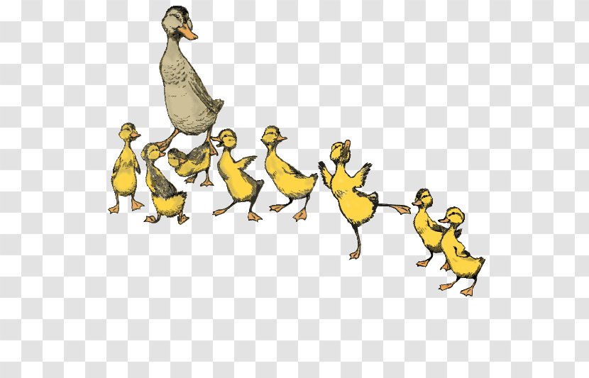 Make Way For Ducklings Boston Performing Arts Dance - Water Bird - Duck Transparent PNG