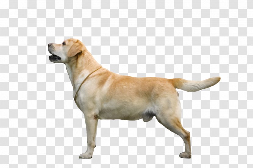 Labrador Retriever Dog Breed Companion Sporting Group - English Edition Transparent PNG