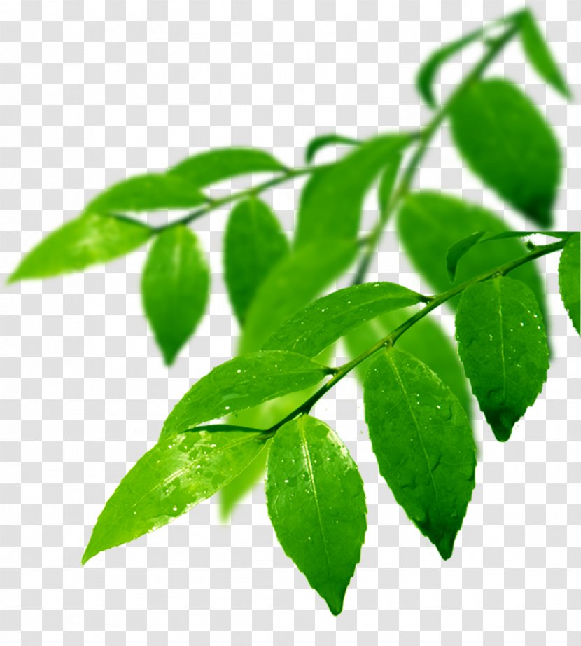 Branch Leaf Odor - Green Transparent PNG