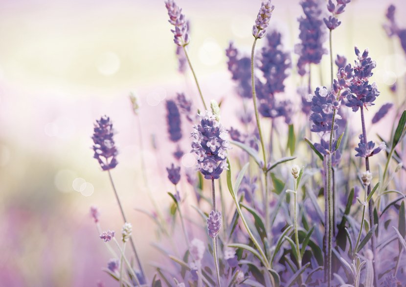 Lavender Oil Plateau De Valensole Flower Stock Photography - Petal Transparent PNG