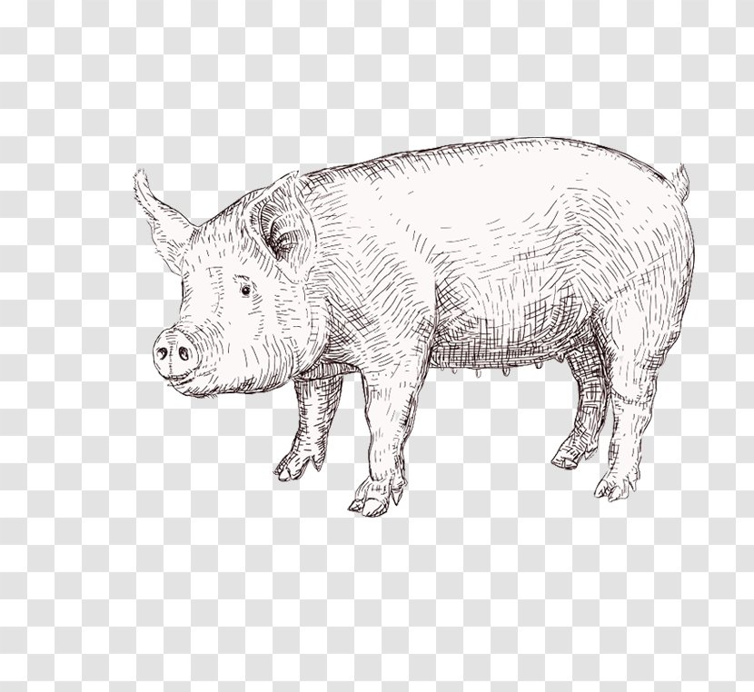 Domestic Pig Drawing Vector Graphics Illustration Transparent PNG
