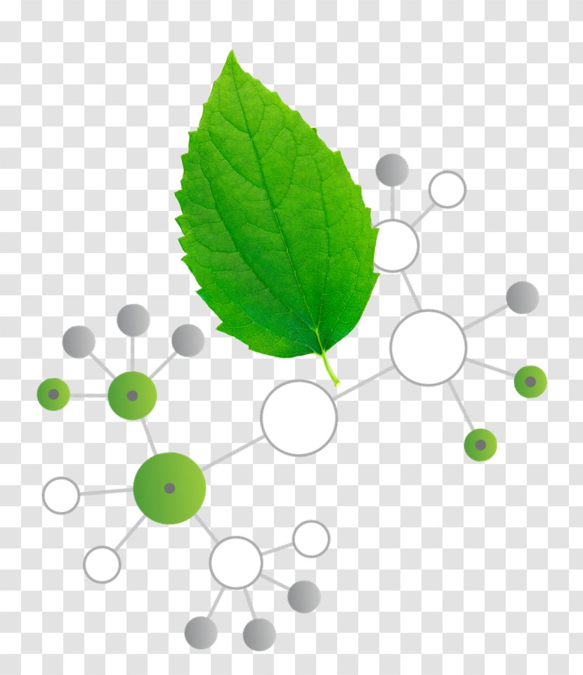 Leaf - Herbal Features Transparent PNG