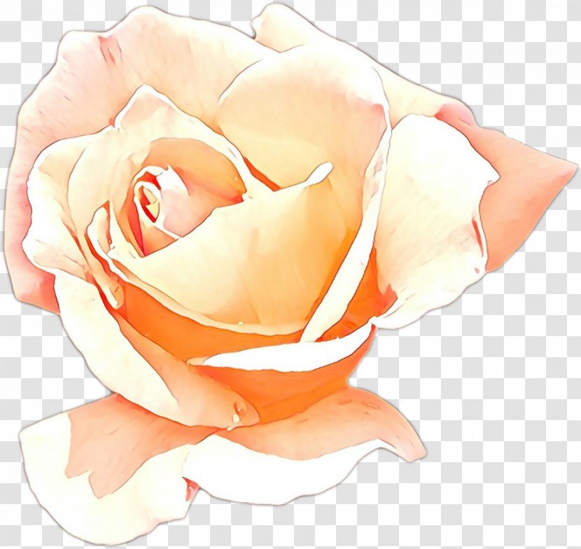 Garden Roses - White - Floribunda Rose Family Transparent PNG