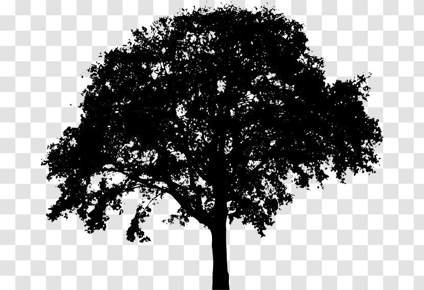 Tree Silhouette Oak Clip Art Transparent PNG