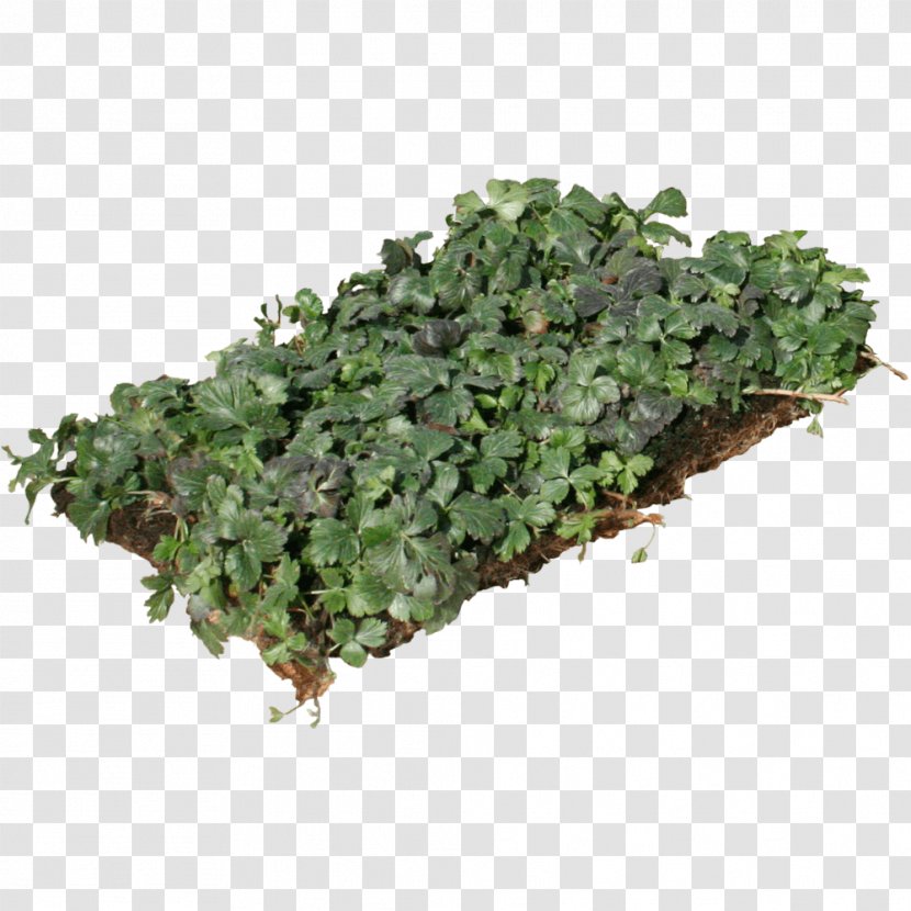 Myrtle Groundcover Perennial Plant Evergreen Plants - Ground Cover Transparent PNG