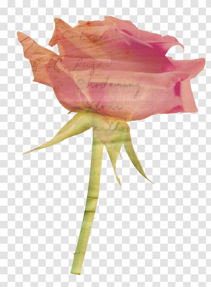 Paper Garden Roses Flower - Rose - Plants Transparent PNG