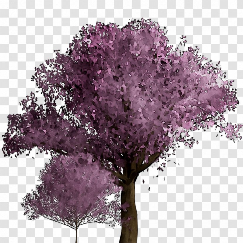Cherry Blossom ST.AU.150 MIN.V.UNC.NR AD Purple Cherries Shrub - Plant Transparent PNG