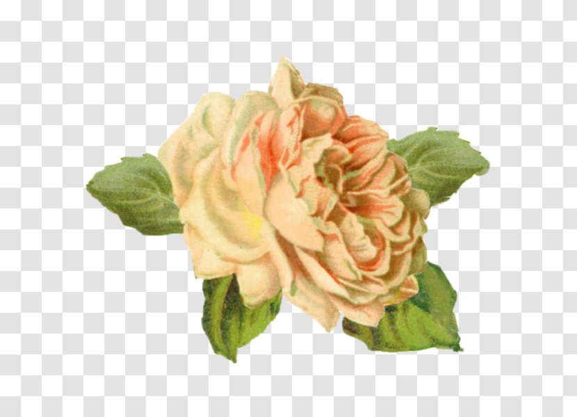 Centifolia Roses Flower Still Life Tattoo - Rosa - Yellow Rose Transparent PNG