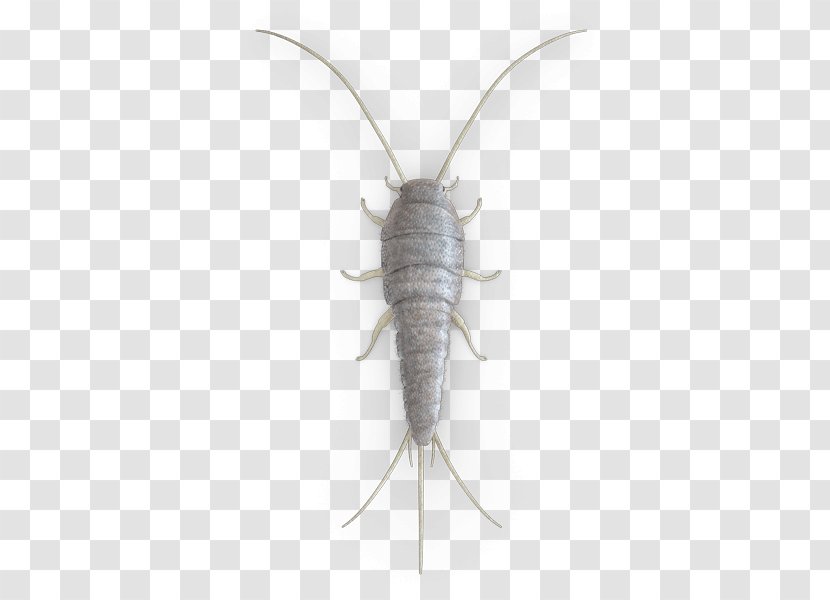 Pest Control Insect Moth Silverfish - Butterflies And Moths Transparent PNG