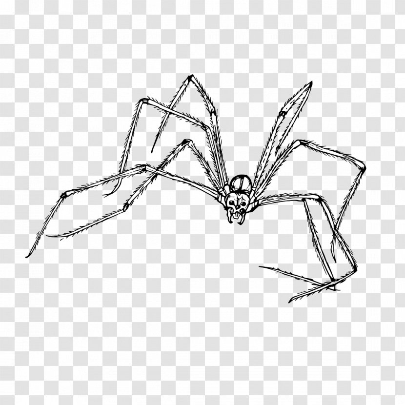 Spiders Cartoon - Cellar - Membranewinged Insect Arthropod Transparent PNG