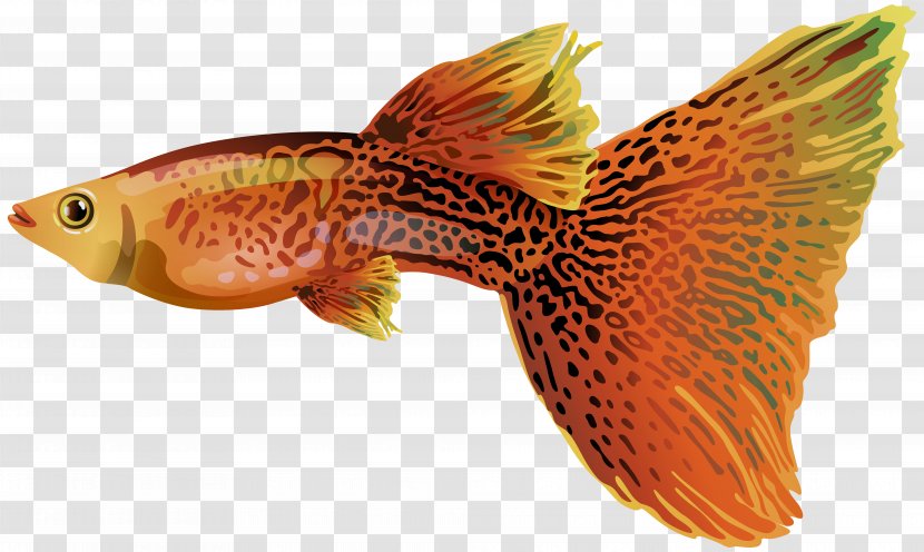 Guppy Fish Clip Art - Goldfish Transparent PNG