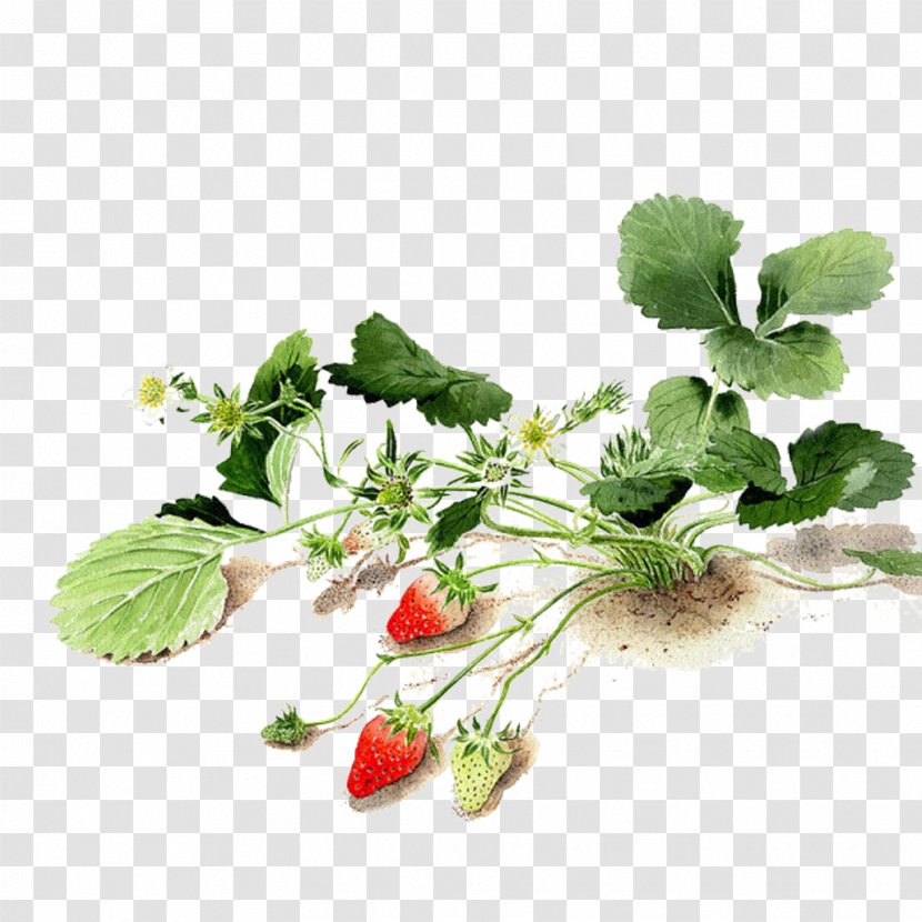 Watercolor Painting Watercolor: Flowers Seed Painter - Strawberries - Strawberry Free To Pull The Material Transparent PNG