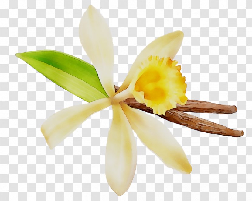 Cattleya Orchids Yellow Plant Stem Plants - Flower Transparent PNG