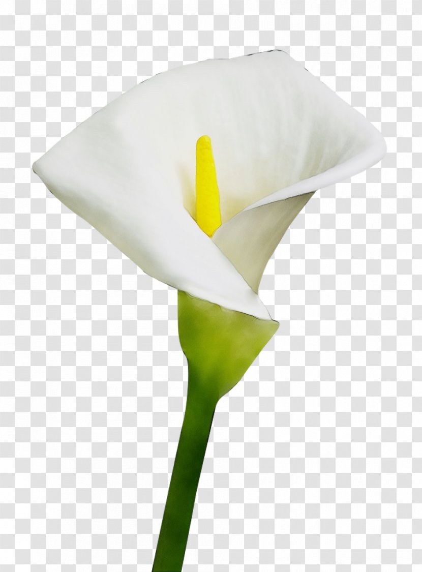 Arum White Giant Lily Flower Yellow - Wet Ink - Family Alismatales Transparent PNG