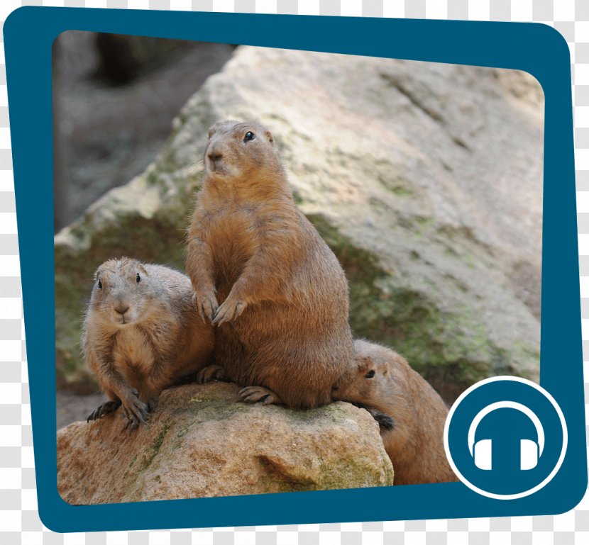 Prairie Dog Marmot Day Groundhog Animal - Fauna - Sound Box Transparent PNG