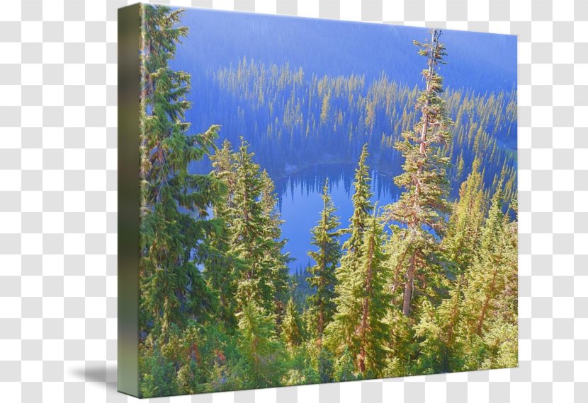 Larch Tropical And Subtropical Coniferous Forests National Park Vegetation Spruce-fir - Meadow - Forest Transparent PNG