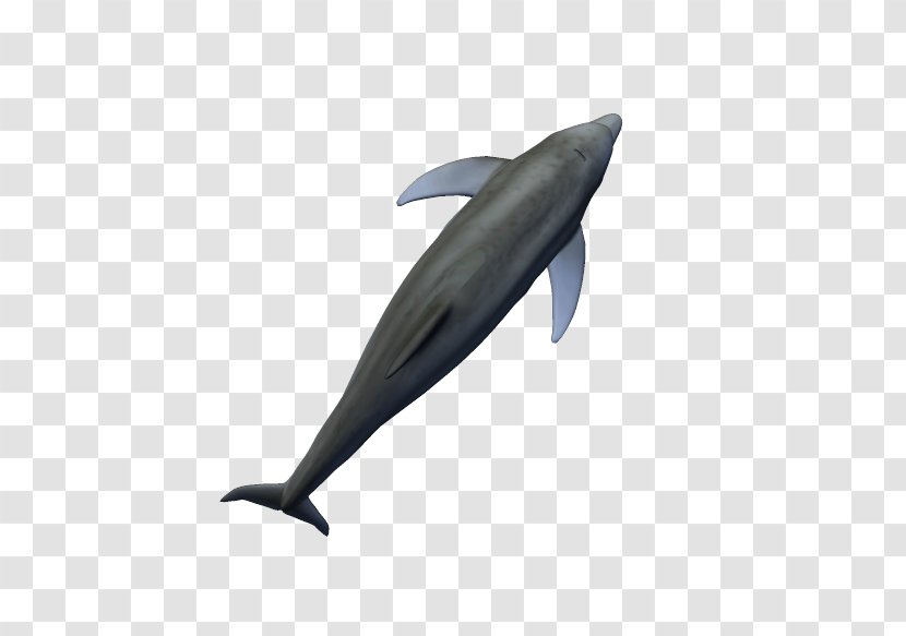 Common Bottlenose Dolphin Tucuxi Short-beaked Porpoise - Marine Mammal Transparent PNG