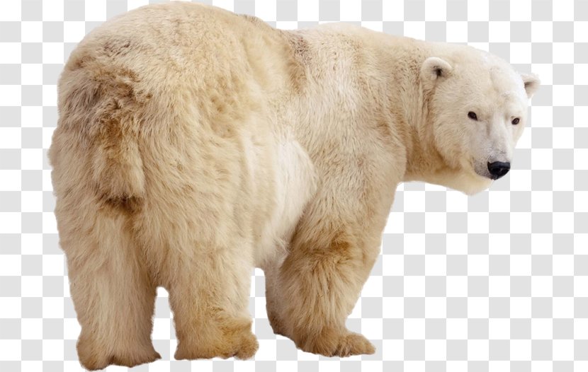 Polar Bear Stock Photography Kodiak Arctic Eurasian Brown Transparent PNG