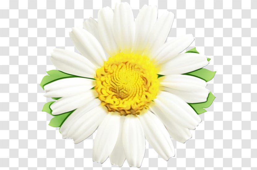 Flower Flowering Plant White Petal Barberton Daisy - Chamomile Cut Flowers Transparent PNG