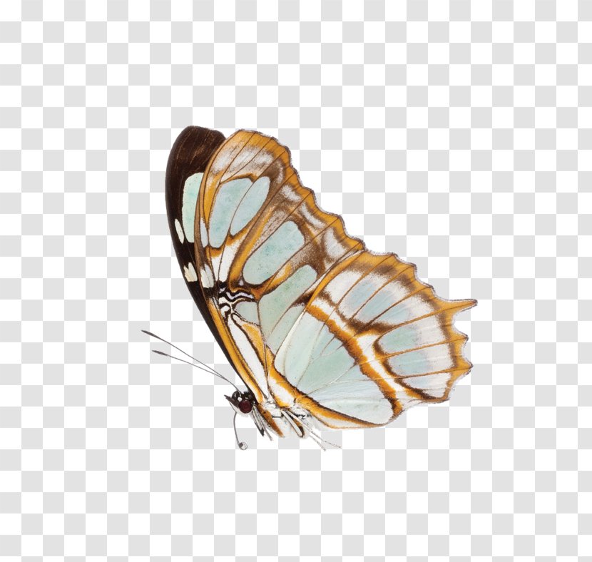 Monarch Butterfly Image Moth - Organism Transparent PNG