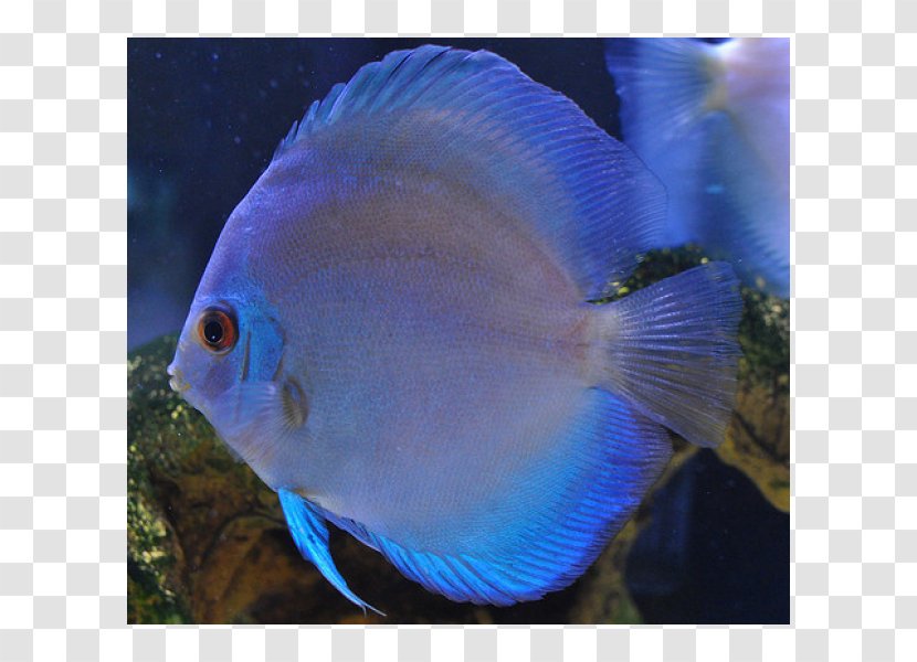 Holacanthus Aquariums Marine Biology Coral Reef Fish Pomacentridae - Symphysodon Aequifasciatus Transparent PNG