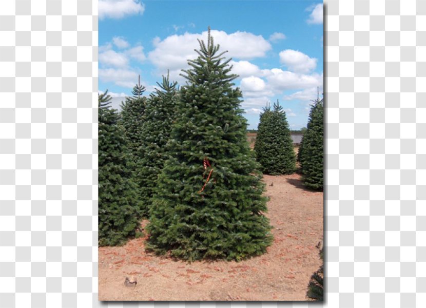 Pine Fraser Fir Blue Spruce Evergreen Nordmann - Forest - Tree Transparent PNG