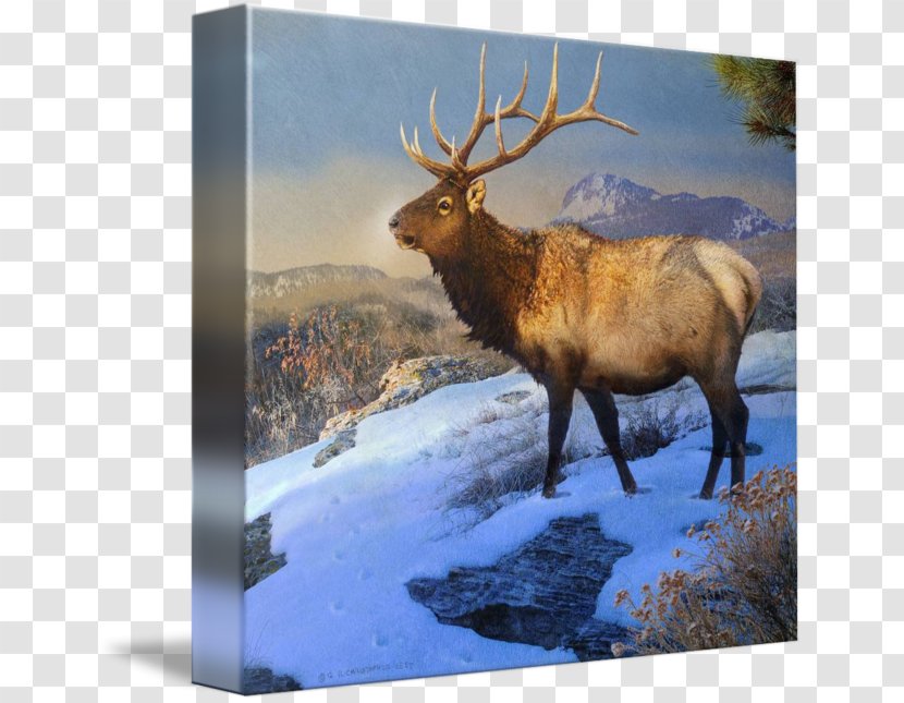 Elk Reindeer Antler Gallery Wrap Transparent PNG