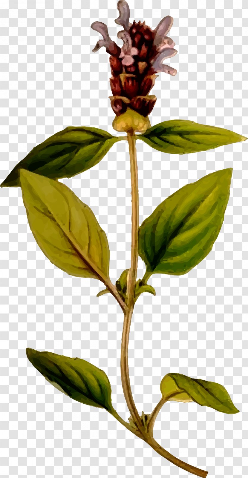 Prunella Vulgaris Nordens Flora Plant Herb Grandiflora - Valerian - Herbaceous Transparent PNG