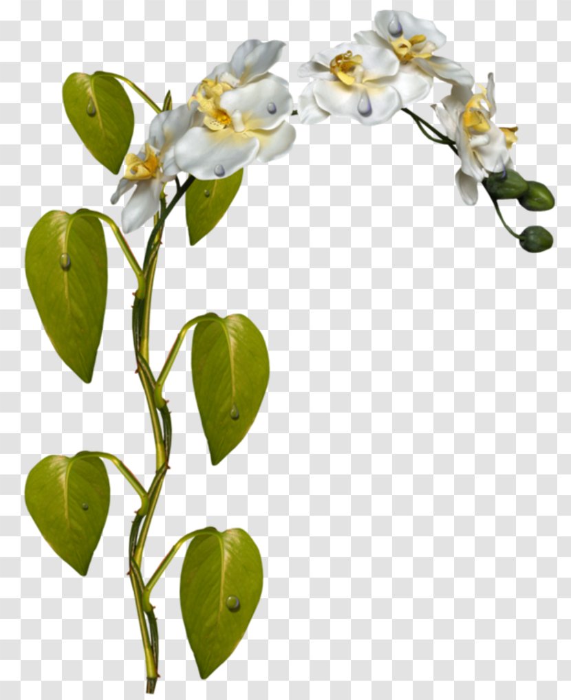 Plant Stem Flower Moth Orchids Clip Art - Bouquet Transparent PNG