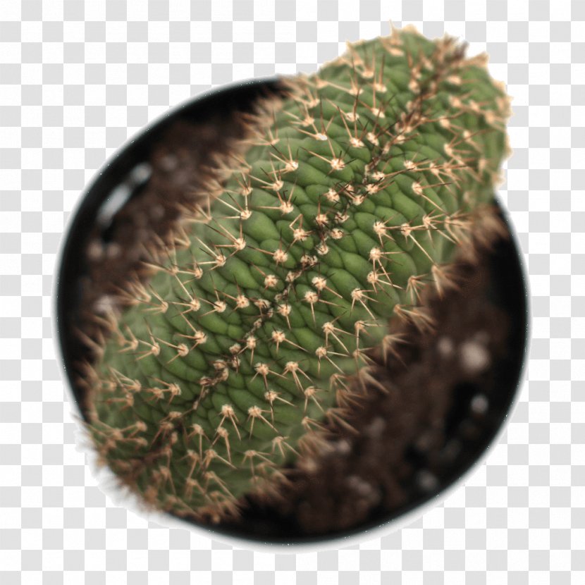 Hedgehog Cacti Prickly Pear Echinocereus Succulent Plant Thorns, Spines, And Prickles - Gymnocalycium - Aloe Brevifolia Transparent PNG